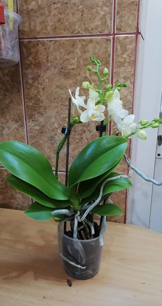 received_247614789519464 - Orhidee