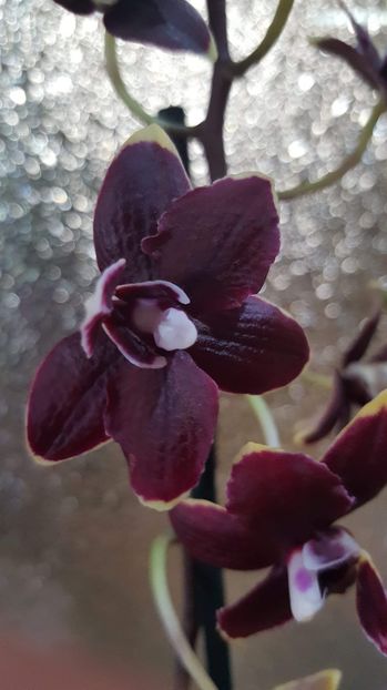 received_1968497510112647 - Orhidee