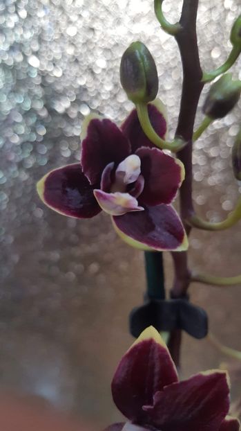 received_379783962574653 - Orhidee