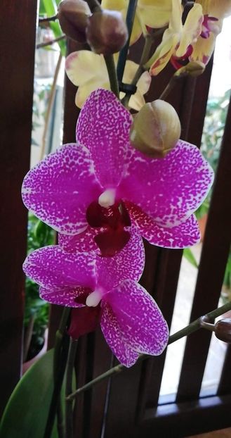 received_354421985413830 - Orhidee