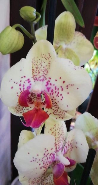 received_418153345587495 - Orhidee