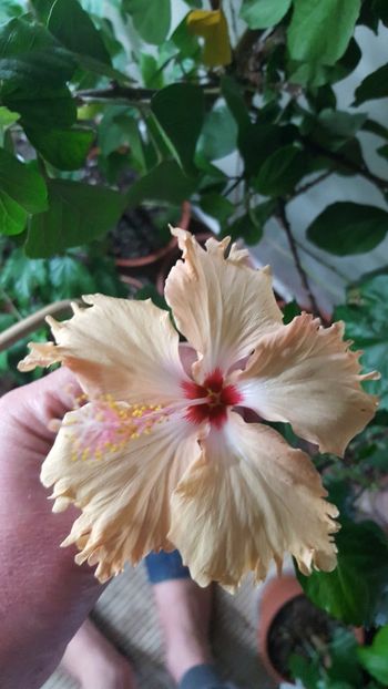  - Hibiscusi