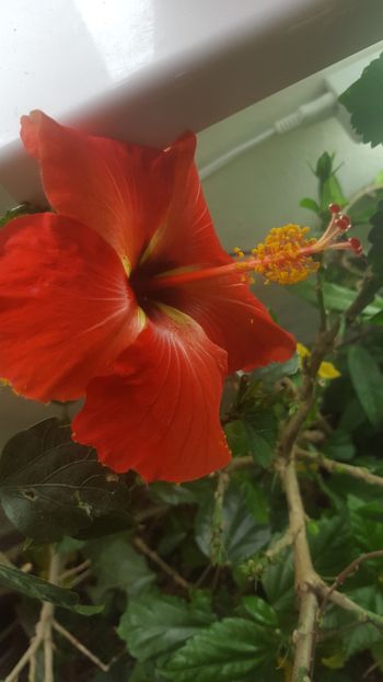  - Hibiscusi