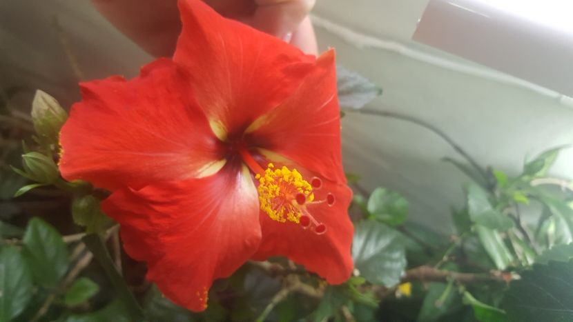  - Hibiscusi