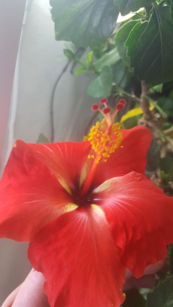  - Hibiscusi