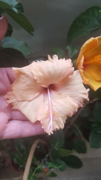  - Hibiscusi