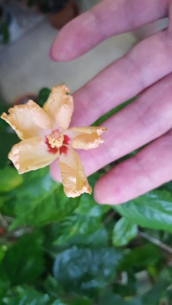  - Hibiscusi