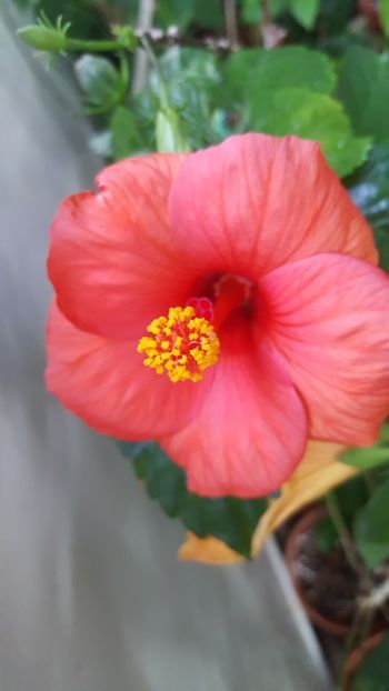  - Hibiscusi