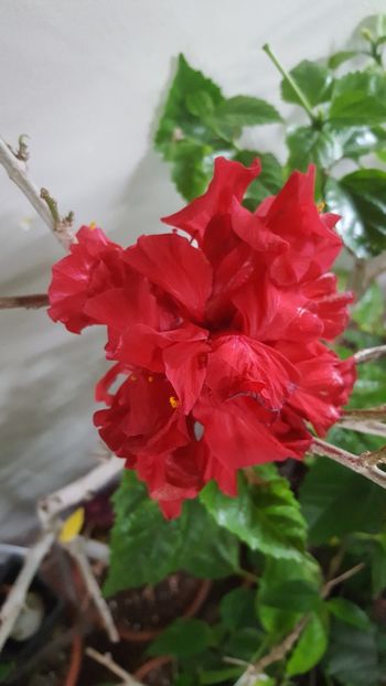  - Hibiscusi