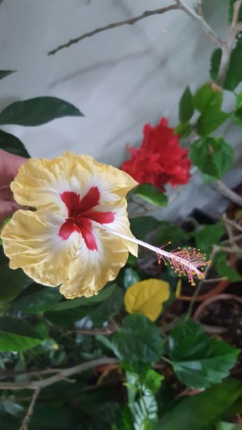  - Hibiscusi