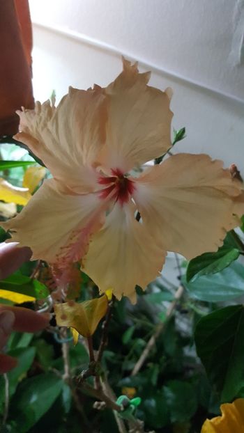  - Hibiscusi