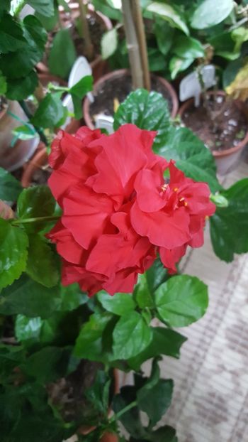  - Hibiscusi