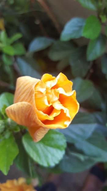  - Hibiscusi