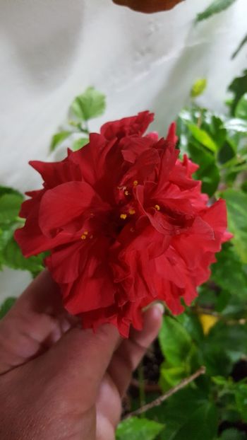 - Hibiscusi