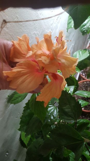 - Hibiscusi