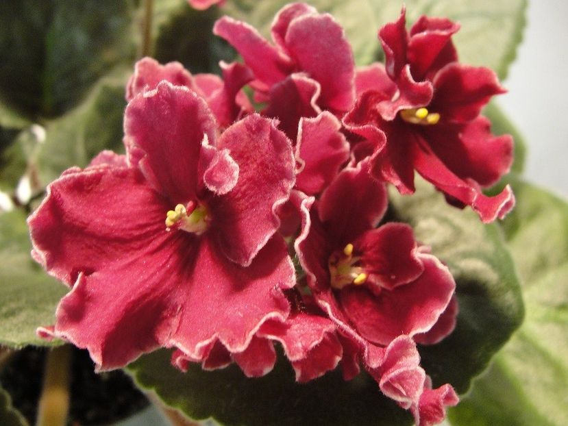 Bob Serbin foto net - Bob Serbin