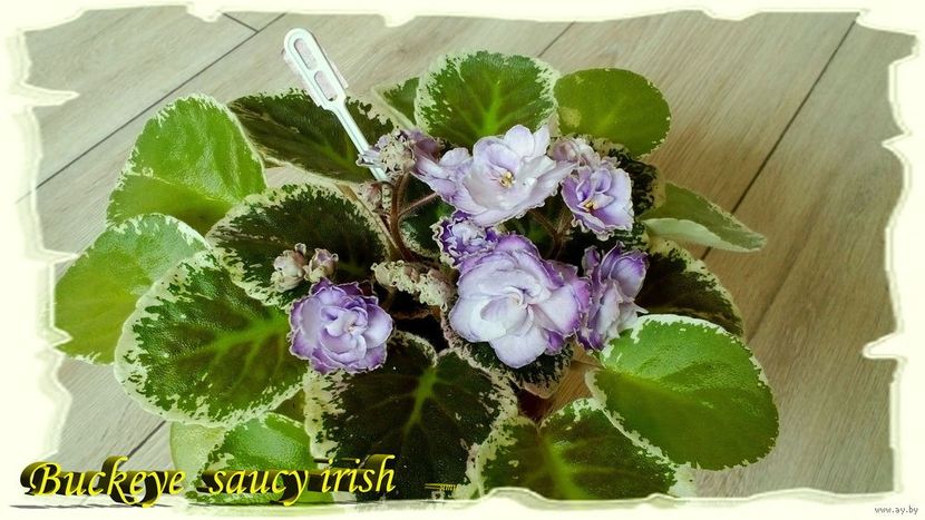 Foto net - Buckeye Saucy Irish