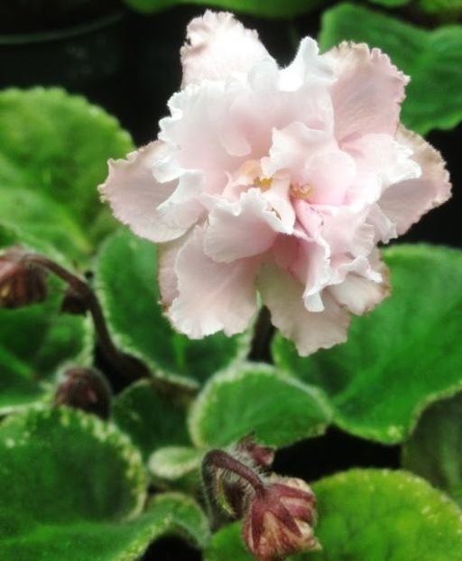 ian-bokal foto net - Zzz _____ Ian Bokal___out