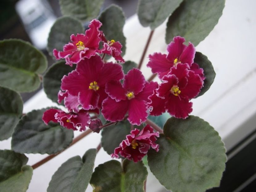 Foto net - ZZZ____Emergency