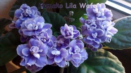 2017 - ZZZ___Humako Lila Wave