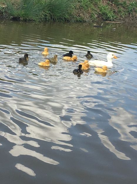 2BFF61CC-D476-41A1-A446-08EC40ED4E41 - Ratuste pitice - Call duck !