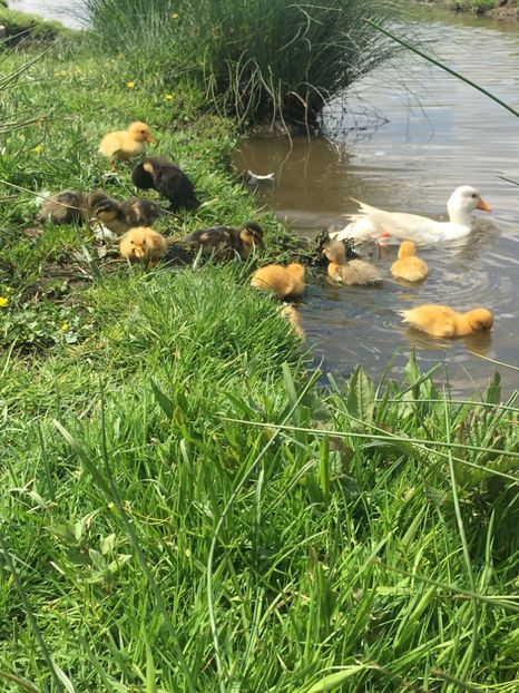 89BD63A5-C8A9-47A0-9F29-2CF8905743EA - Ratuste pitice - Call duck !