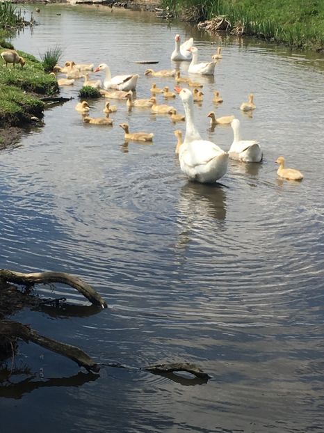 AE265789-A896-4AF0-A8EF-57FF8AE4F5B9 - Gastele mele 2018 matca si bobocei 2019