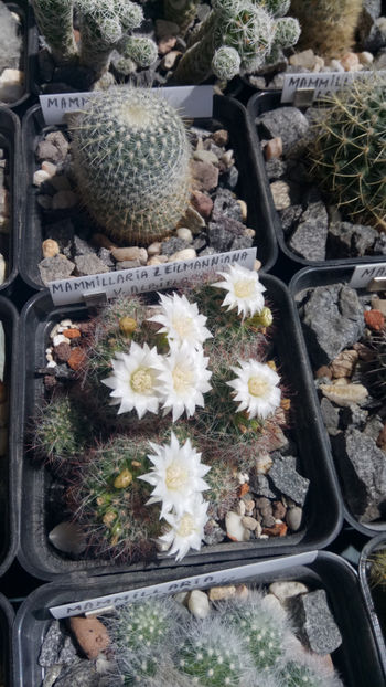 30.04.2019 - Mammillaria zeilmanniana v albiflora