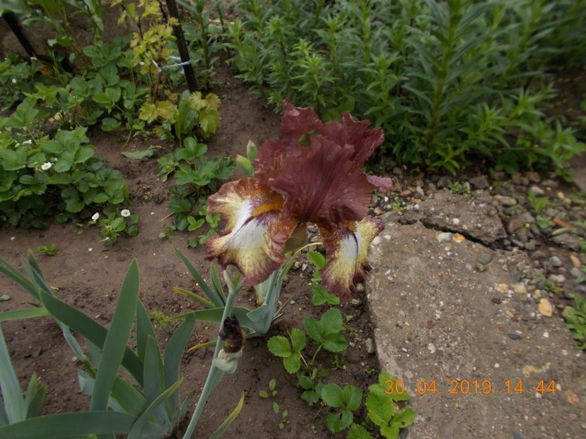 burgundy brown - IRISI BARBATA ELATIOR SI INTERMEDIA-2019