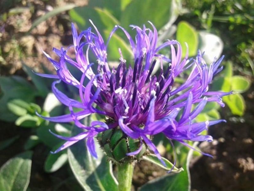 Centaurea pitica cu flori mari- inflorire inceput de mai - plante de primavara