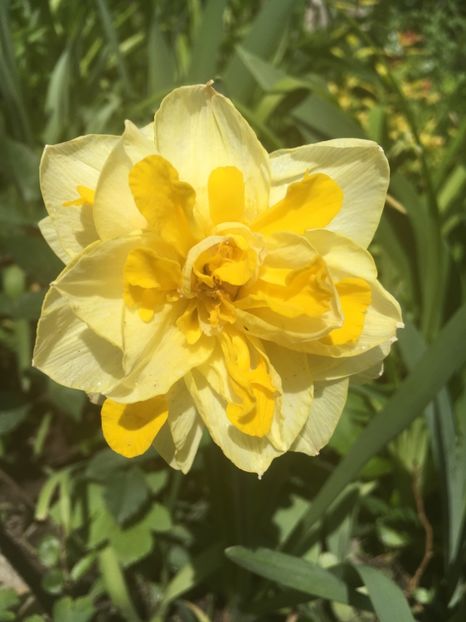 Sweet pomponela - Narcise 2019 2022 25