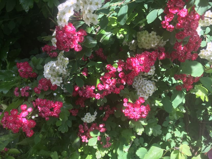 7DBD5362-DD49-4EAE-865C-C8D0E3794A4F - Aprilie