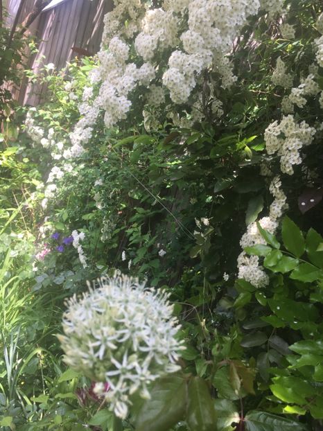 Allium și spiraea - Aprilie