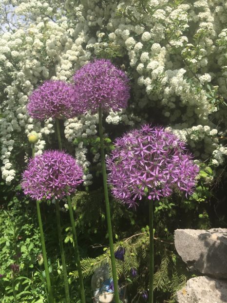 E2C9D7A0-C3F4-4640-9EFA-BB98F4ABB8AD - Aprilie