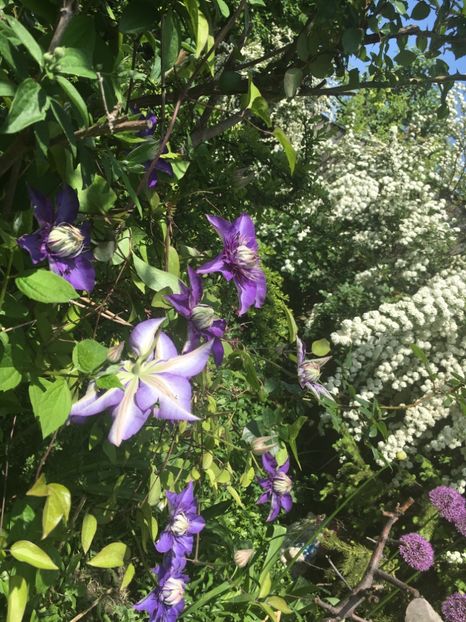 B387B6AC-B7C3-4996-9613-32DFE1304068 - Aprilie