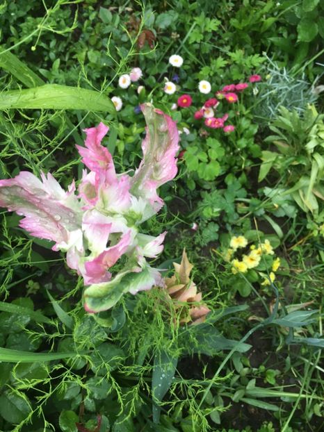 889A991D-B1C6-4EC8-916E-483F0B488D25 - Aprilie