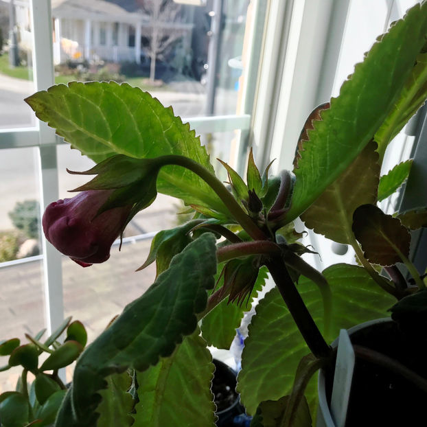  - Plante de interior 2019