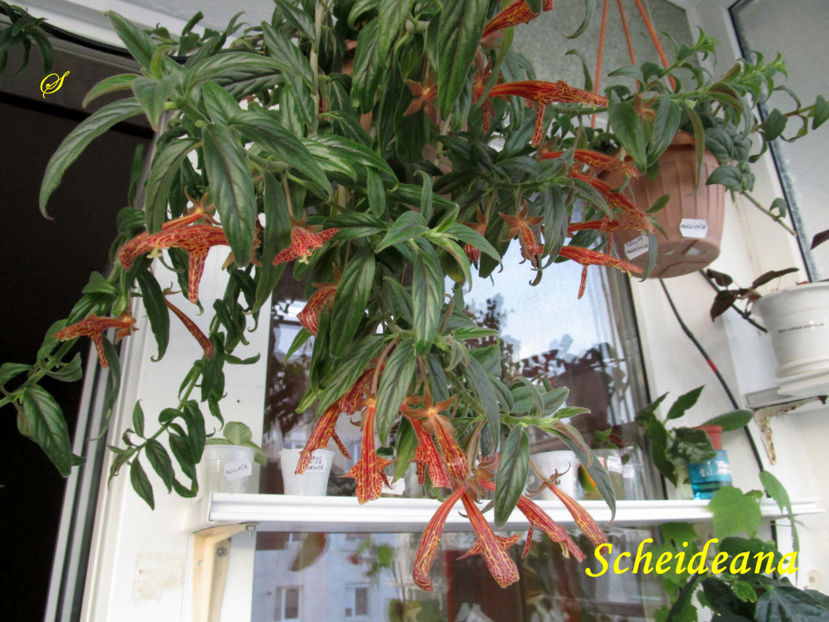 Columnea Scheideana(21-03-2019) - Columnee 2019