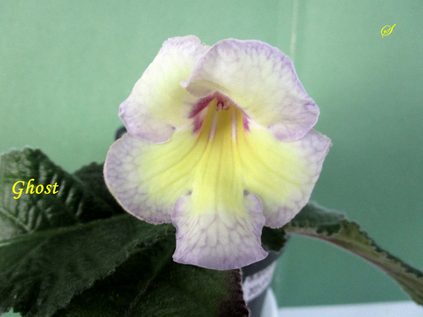 Ghost 7282(1-05-2019) - Streptocarpusi 2019