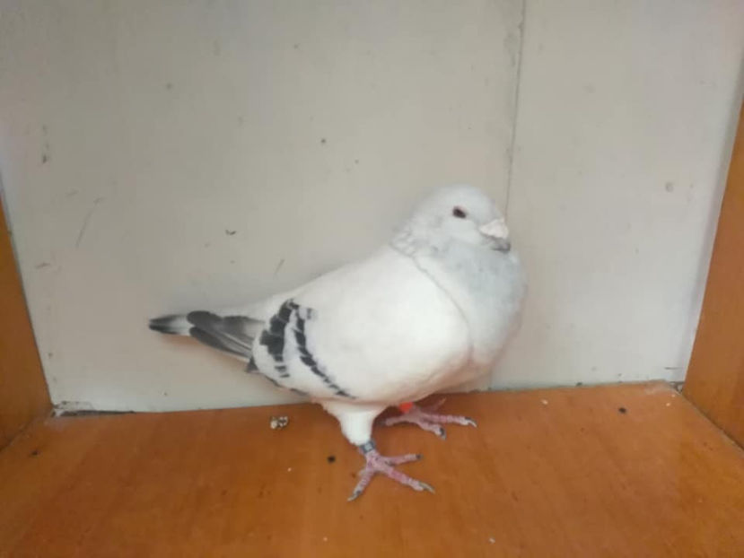 M 2016 - Porumbei  vinduti