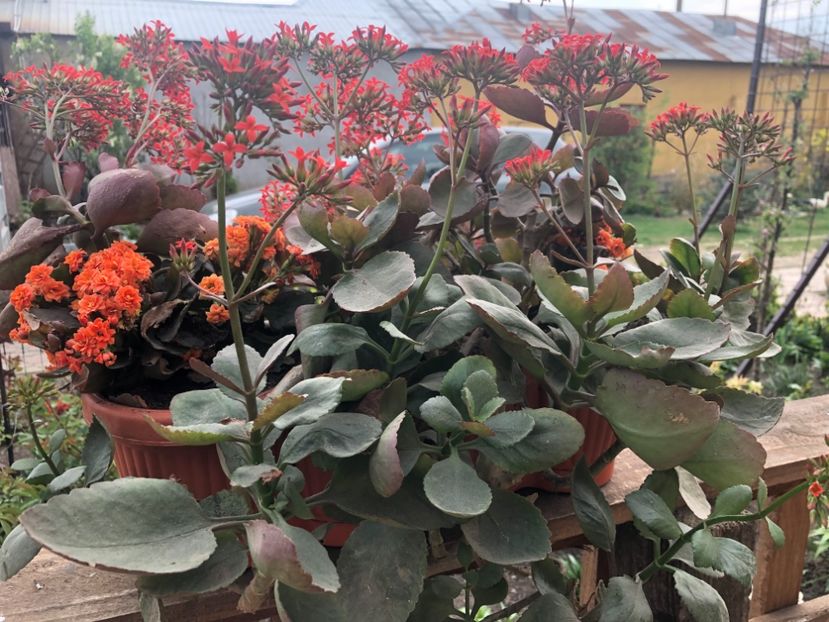 52C8A8FA-7AAE-4B36-B440-5418136C6FCB - 2019