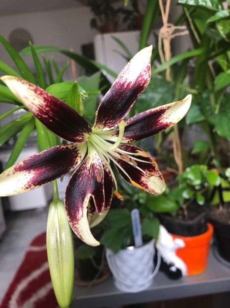 7A296CD8-6EEE-480B-A9B7-C130332CF26C - 2019