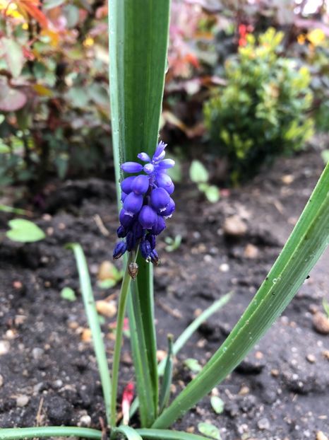 BD28988E-5A41-456B-A538-7D267C7414BF - 2019