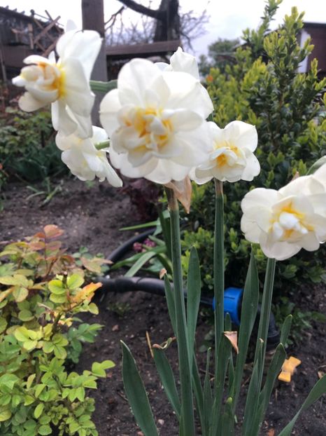 6E2F2FA6-CE0C-4A6F-8922-2F8CC7008215 - 2019