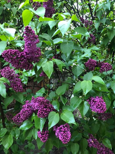 93D2C3DF-0D64-4EB3-9CB9-C39B3AC85BB8 - 2019