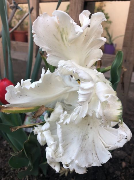 A0E88D61-CD06-4140-9B5C-B1FF086031E9 - 2019