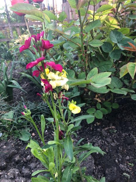 6919AD63-CD01-4CA3-A6D8-F7252DE12390 - 2019