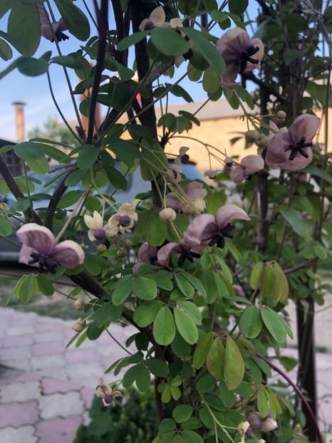 FB1B2162-12AD-42AC-8817-DE615454C572 - 2019