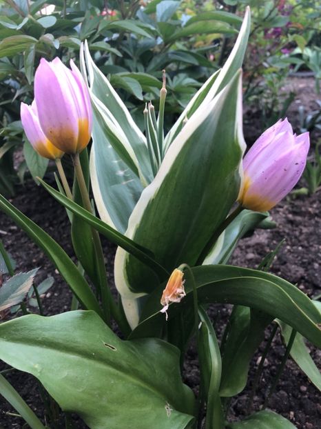 22C3FF27-A218-48A8-A68F-B9914CB5E639 - 2019