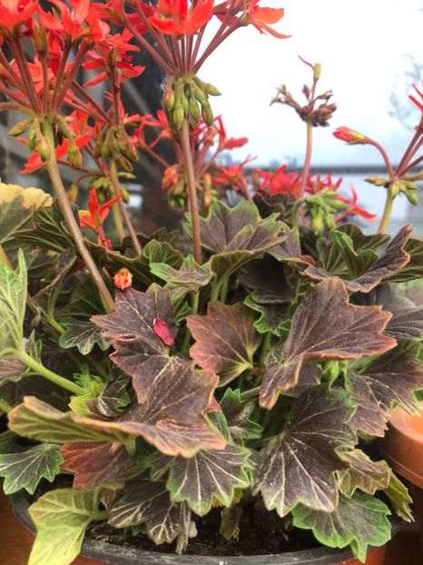 FE3B77E9-FB8F-4380-86C3-A7E0ECBF1B77 - 2019